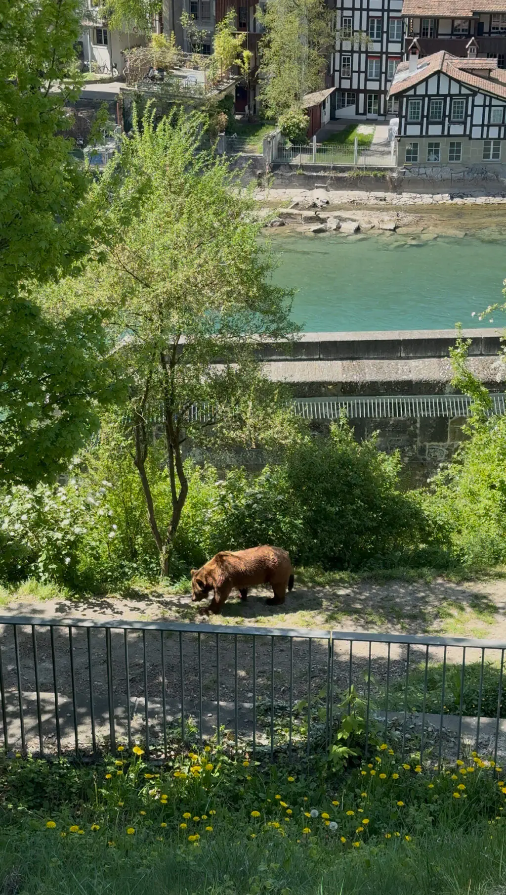 Un ours brun au BärenPark de Berne, devant un paysage verdoyant.