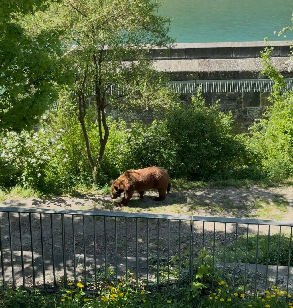 Braunbär im BärenPark Bern vor grüner Parklandschaft.