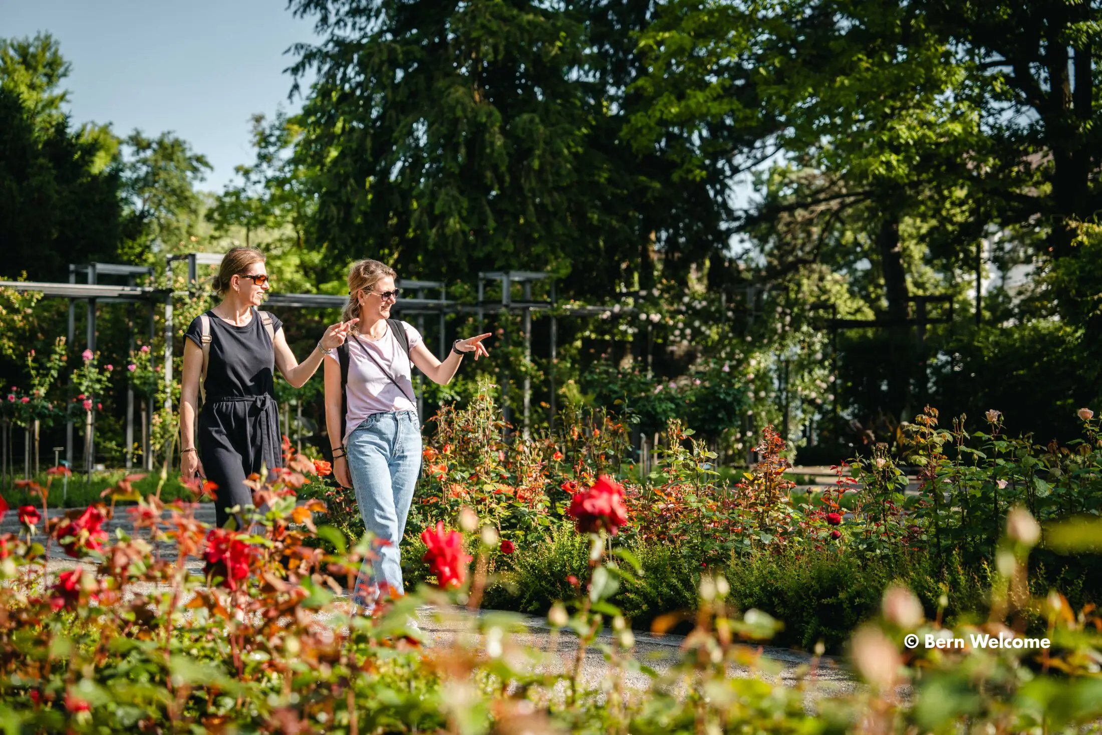 Female visitors in the Rose Garden in Bern among blooming roses.