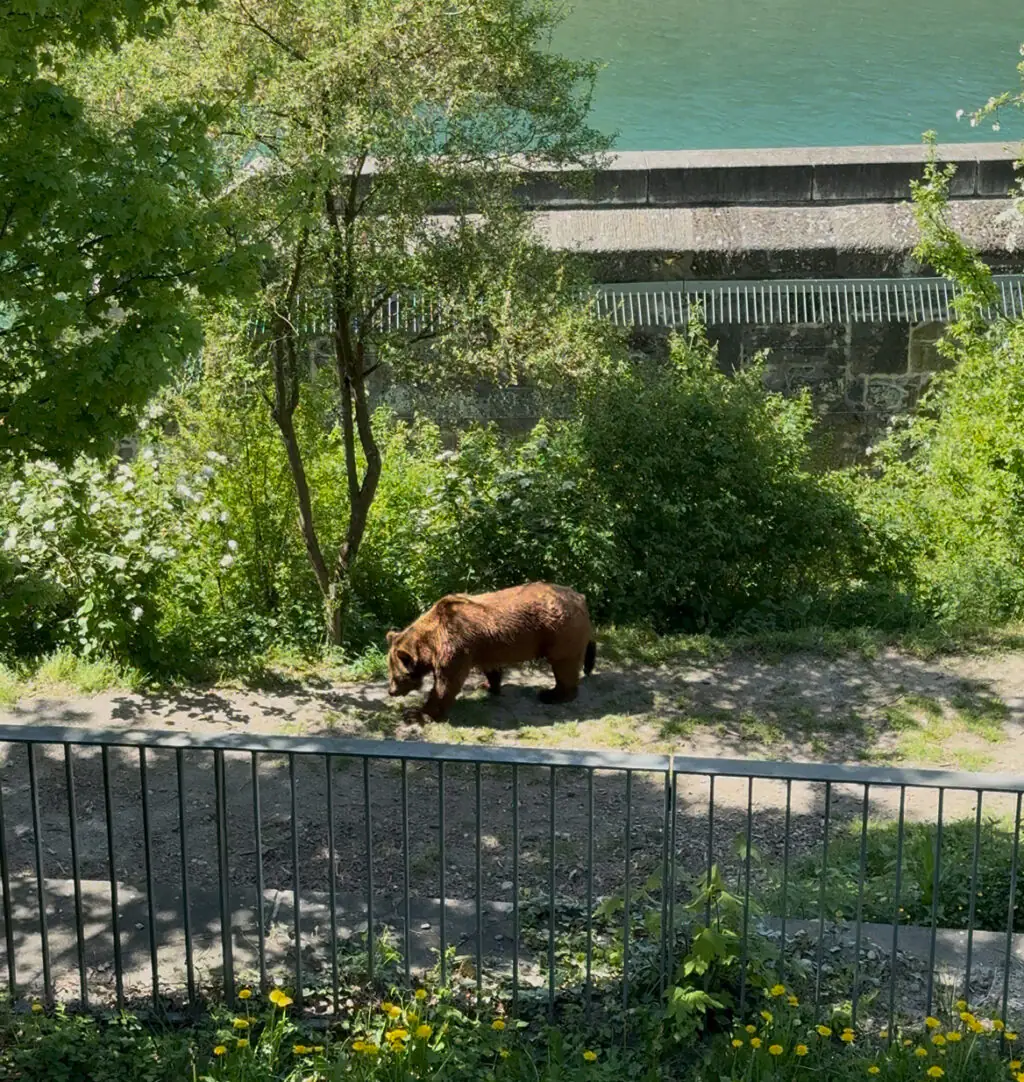 Braunbär im BärenPark Bern vor grüner Parklandschaft.