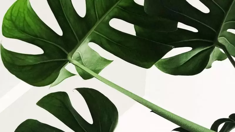 web plants 1
