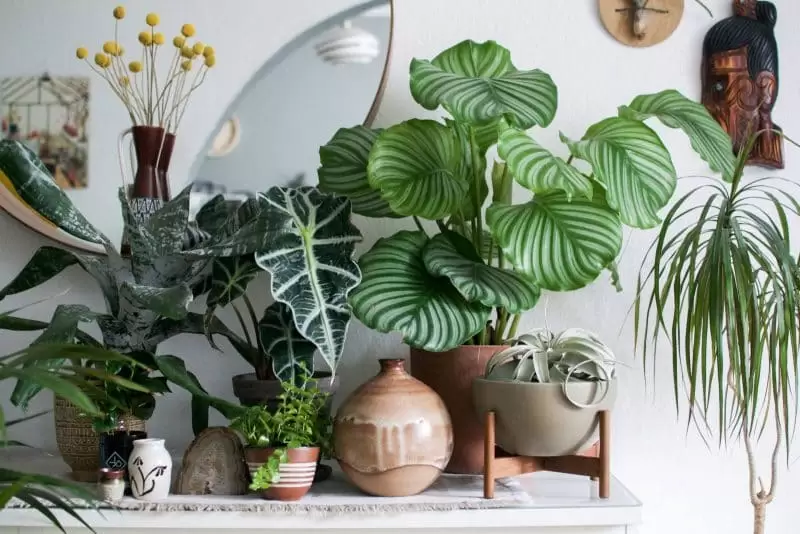 Live plant decor for fresh style and air