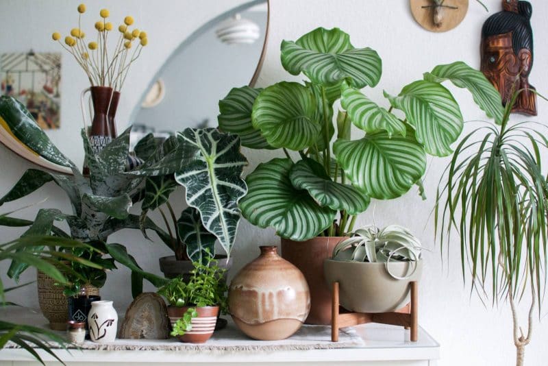Live plant decor for fresh style and air