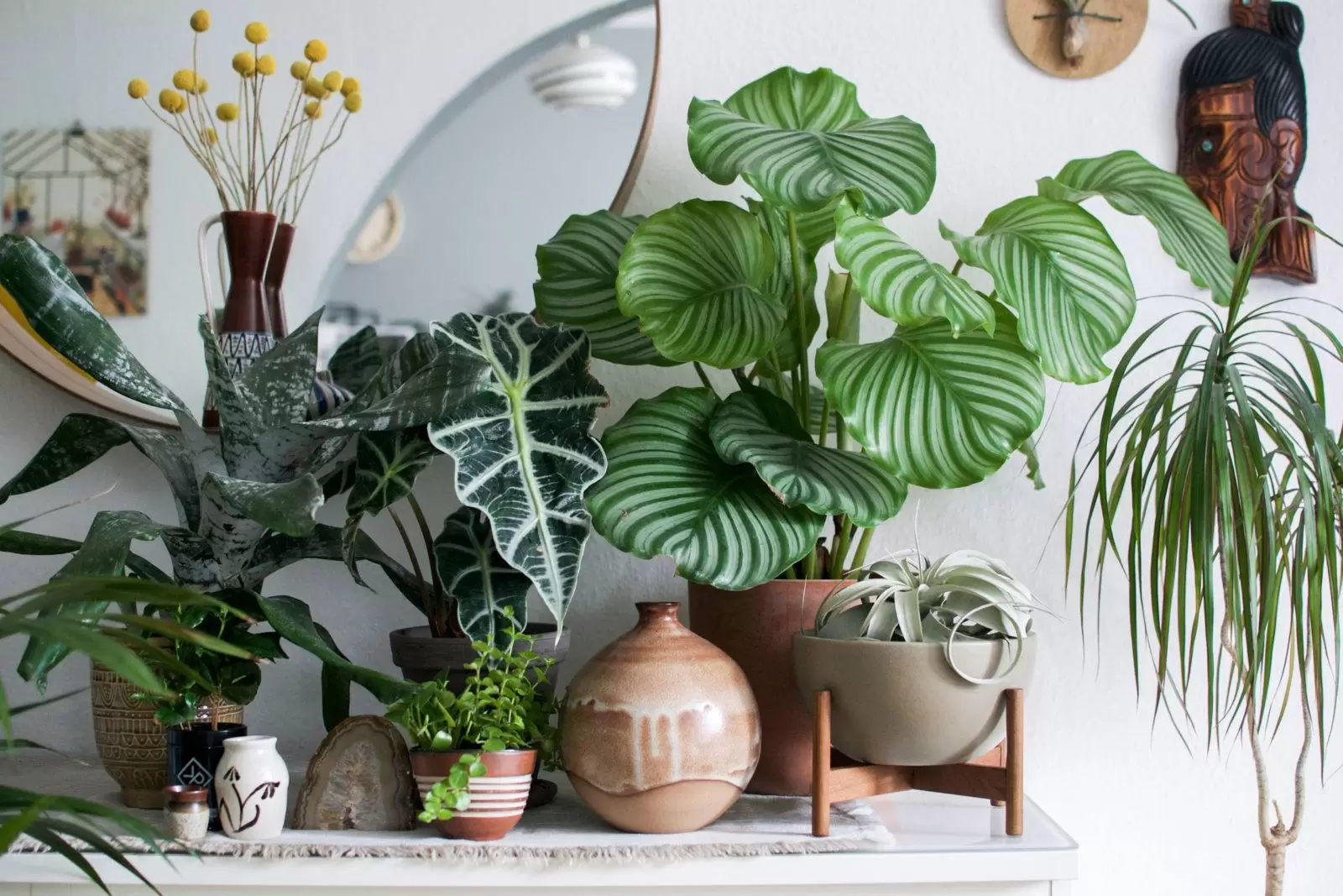 Live plant decor for fresh style and air