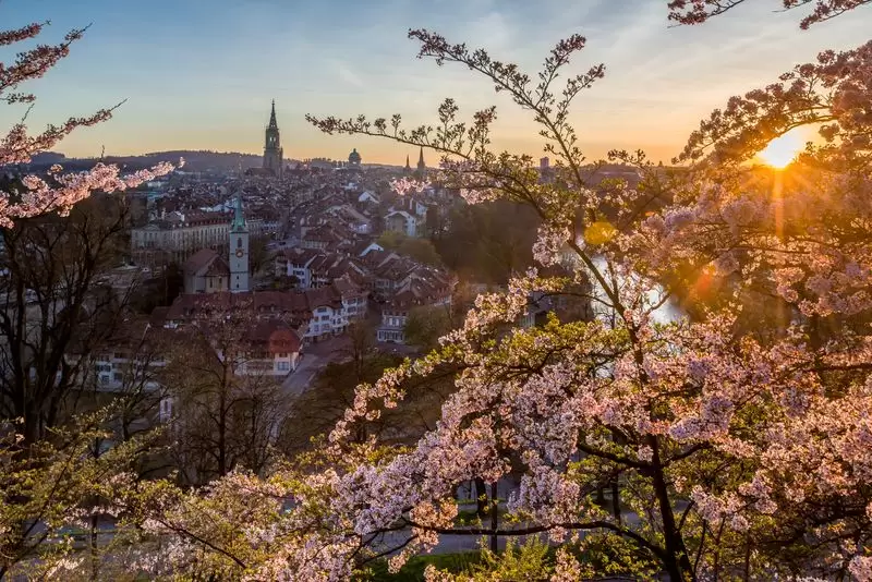 Bern-Sakura-0513-2